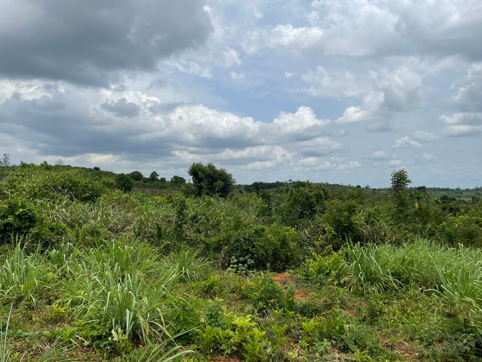 Farm Land