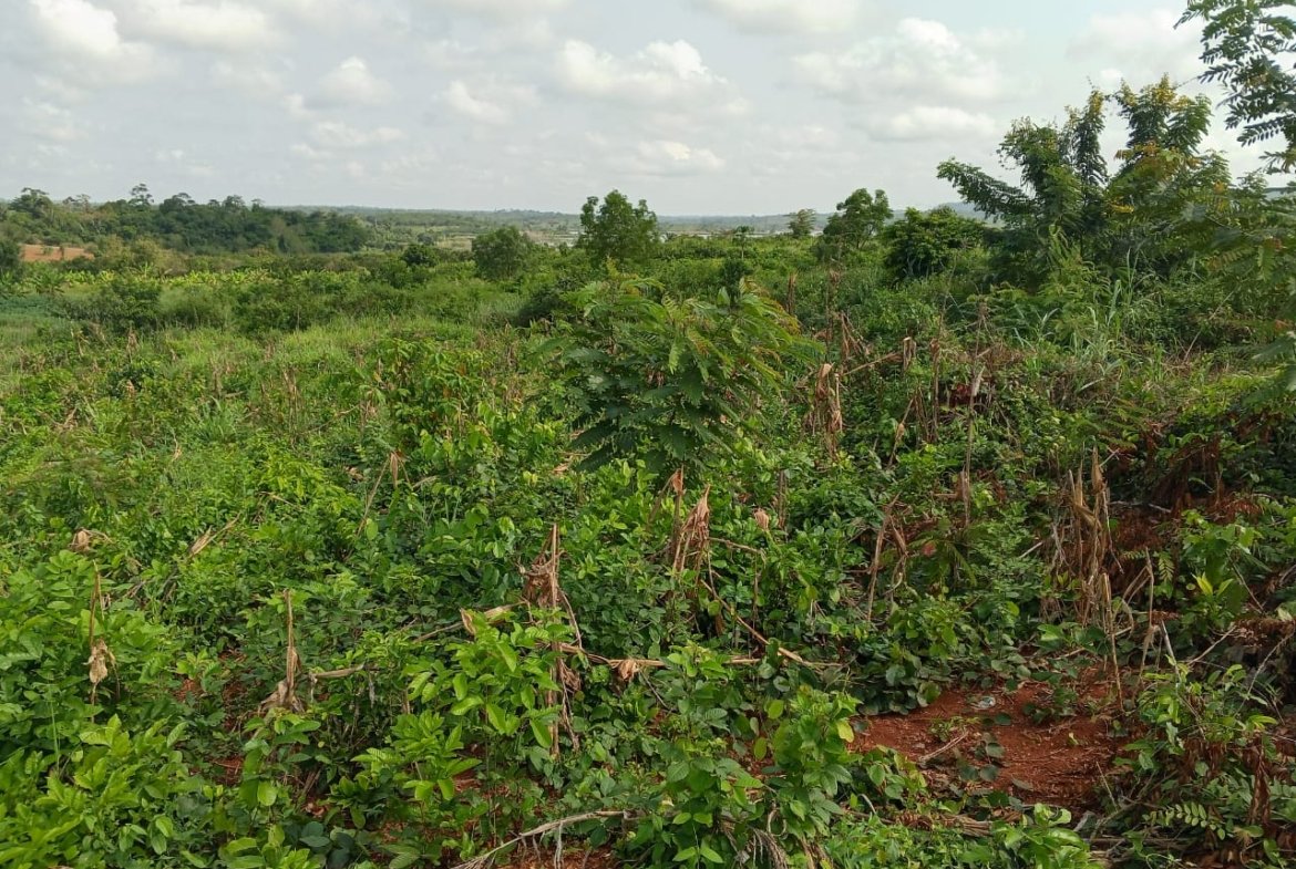 Farm Land