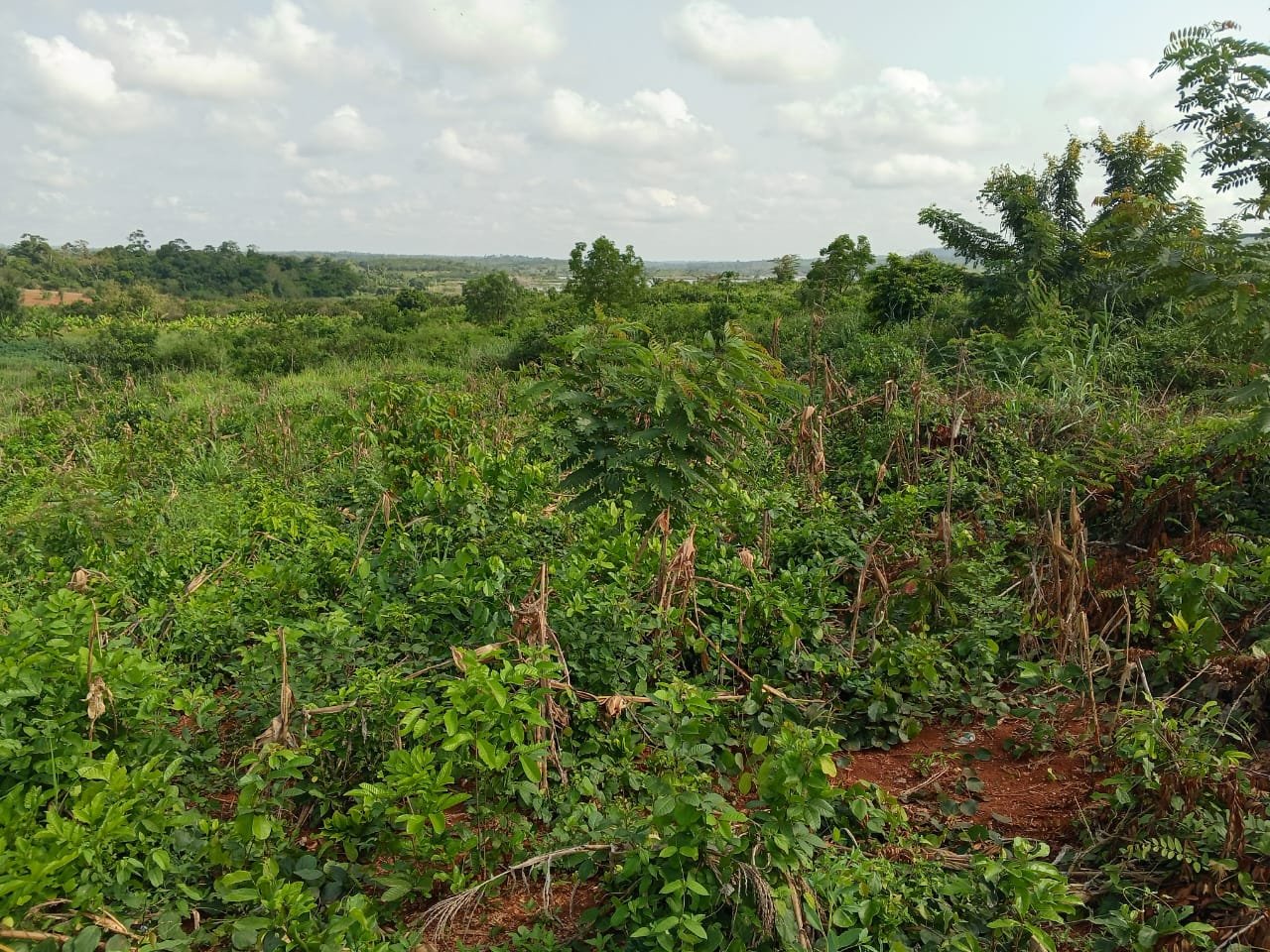 Farm Land